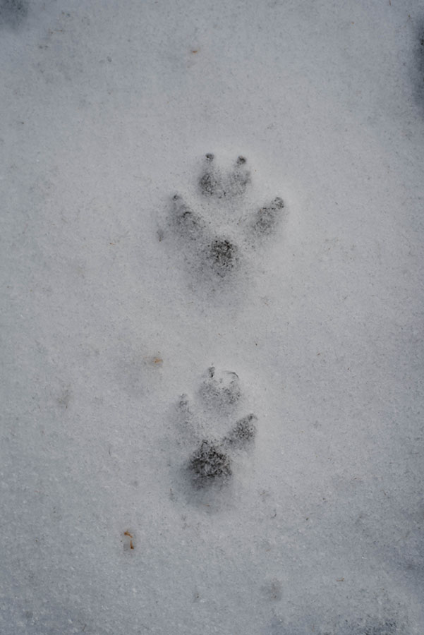 Prints (animal tracks)