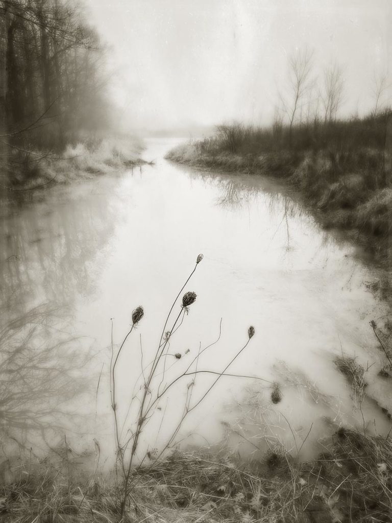 "Queen Anne's Lace." iPhone photograph.