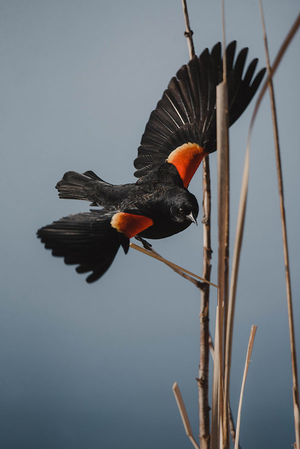 Red-wing Blackbird