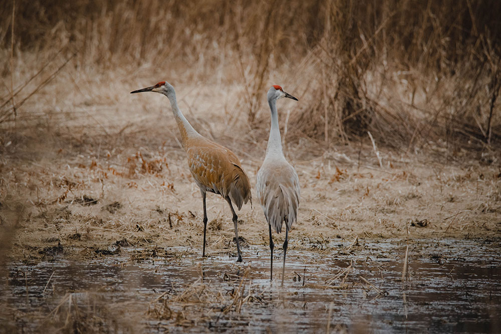 Sandhill Cranes