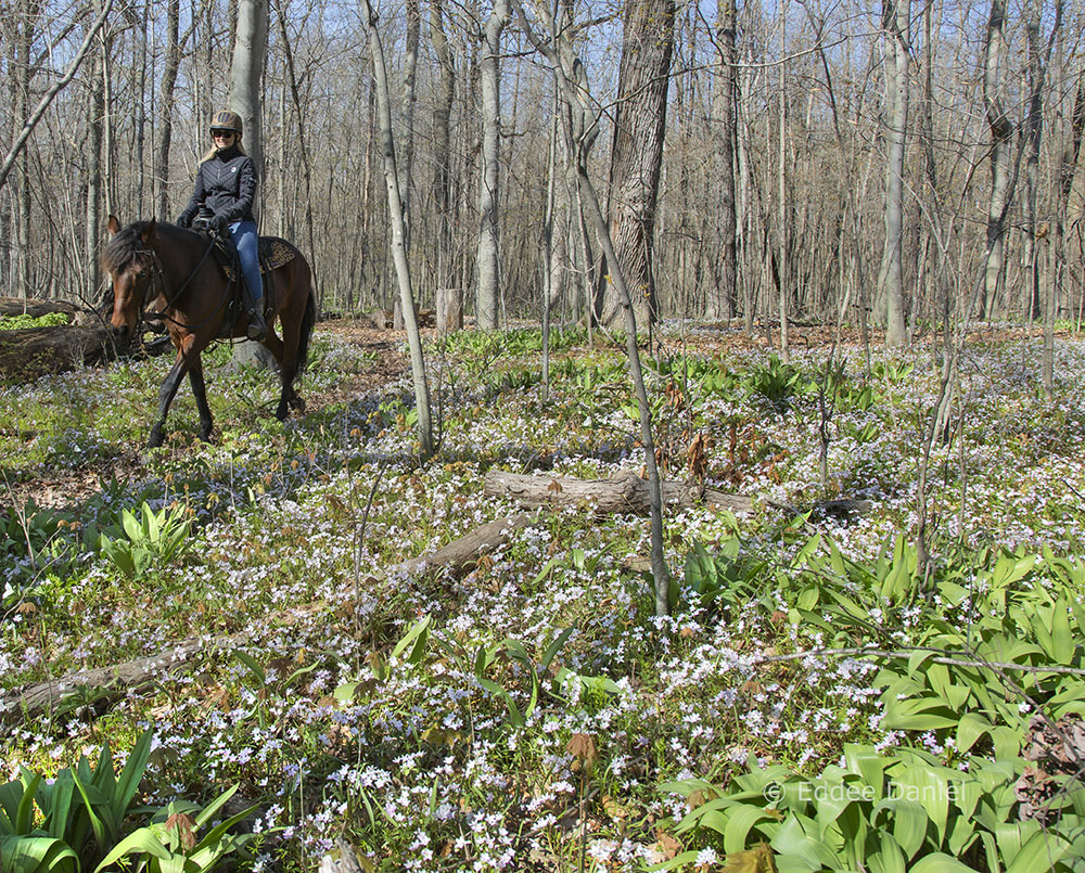 Riding through woodland wildflowers