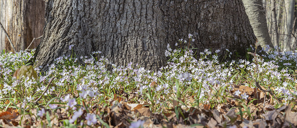 Spring Beauties