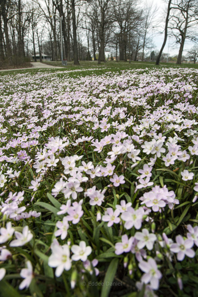 Spring Beauties, McGovern Park, Milwaukee