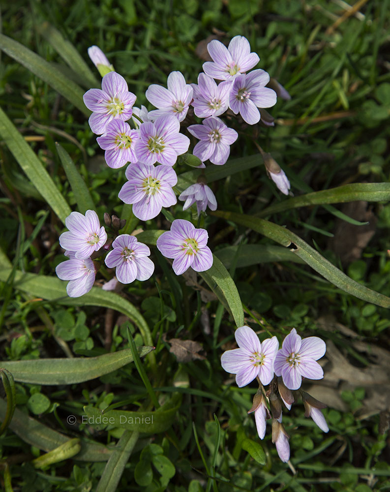 Spring Beauties, McGovern Park, Milwaukee