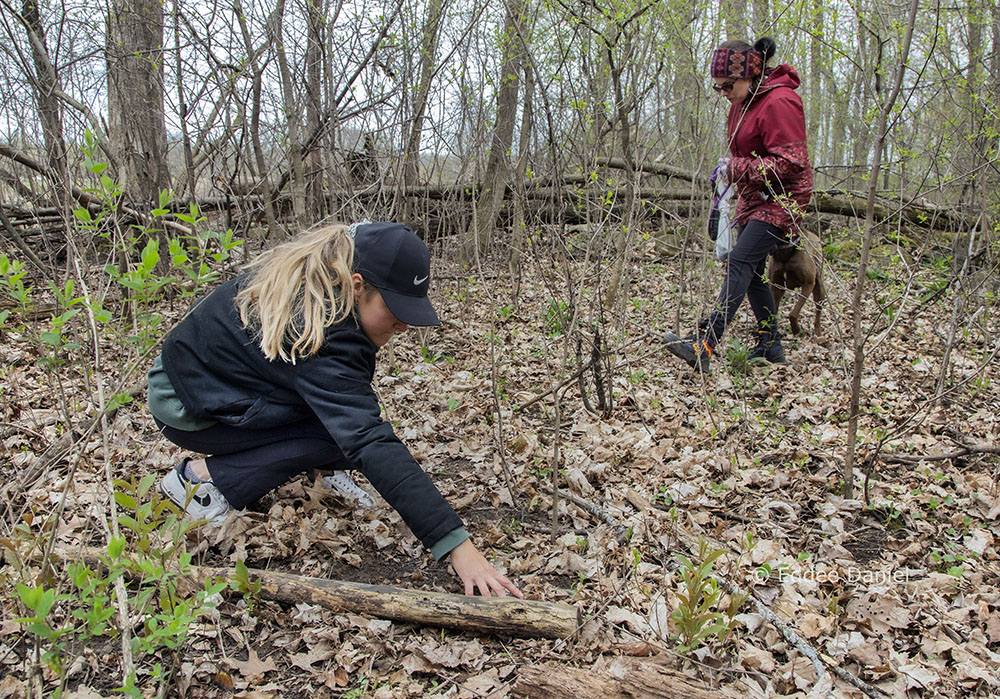 Tori and Lisa hunting morels, Wil-O-Way Woods, Wauwatosa.
They found just one, too small to harvest.