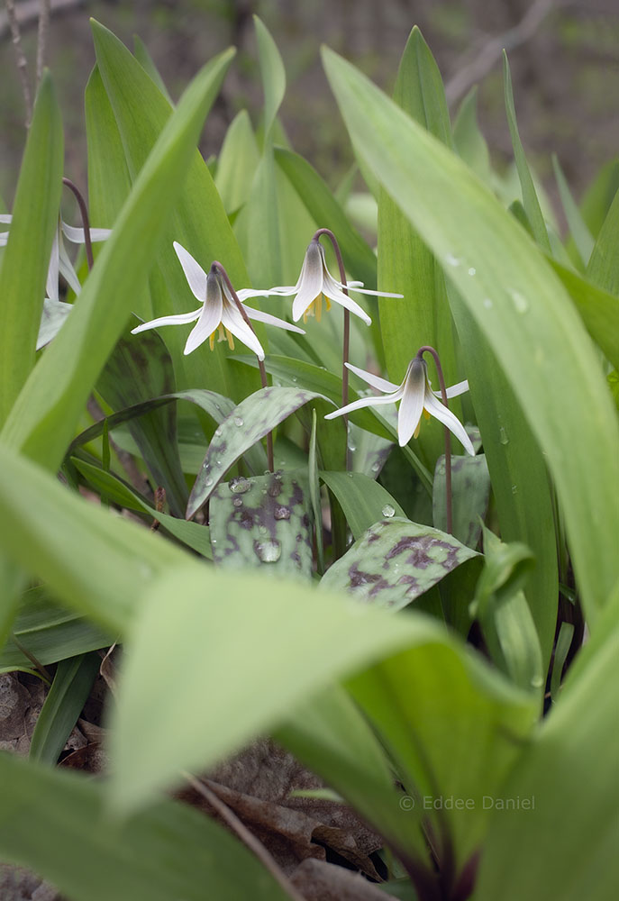 Trout lilies, Short Road trail