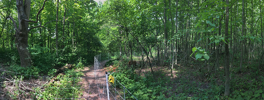 The electrified fence separating two paddocks showing dense foliage in the understory on the left and depleted foliage on the right where the goats are active.