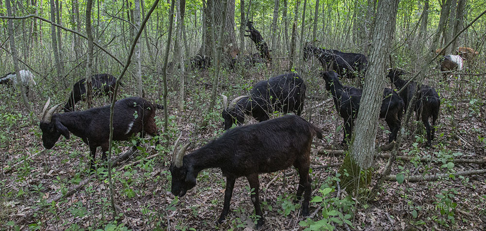 Grazing goats in stripped woodland