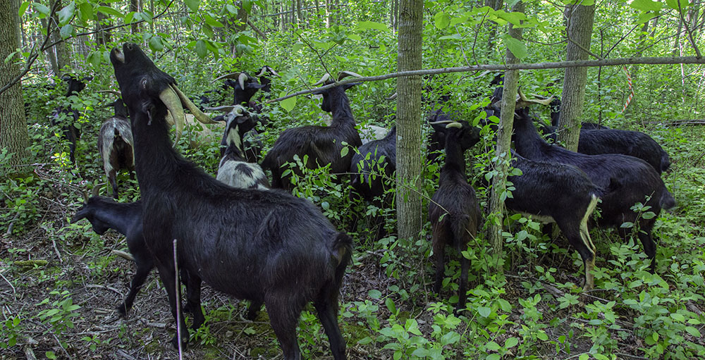 goats eating buckthorn