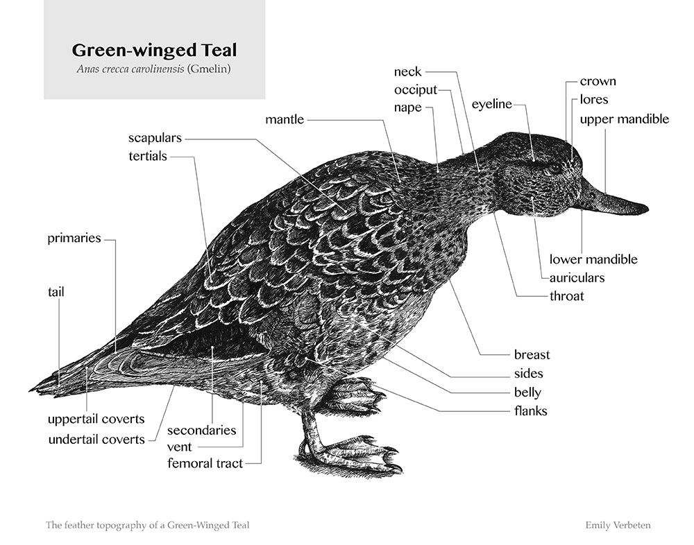 "Feather topography of a Green-winged Teal," ink on gessoboard, 11"x14"