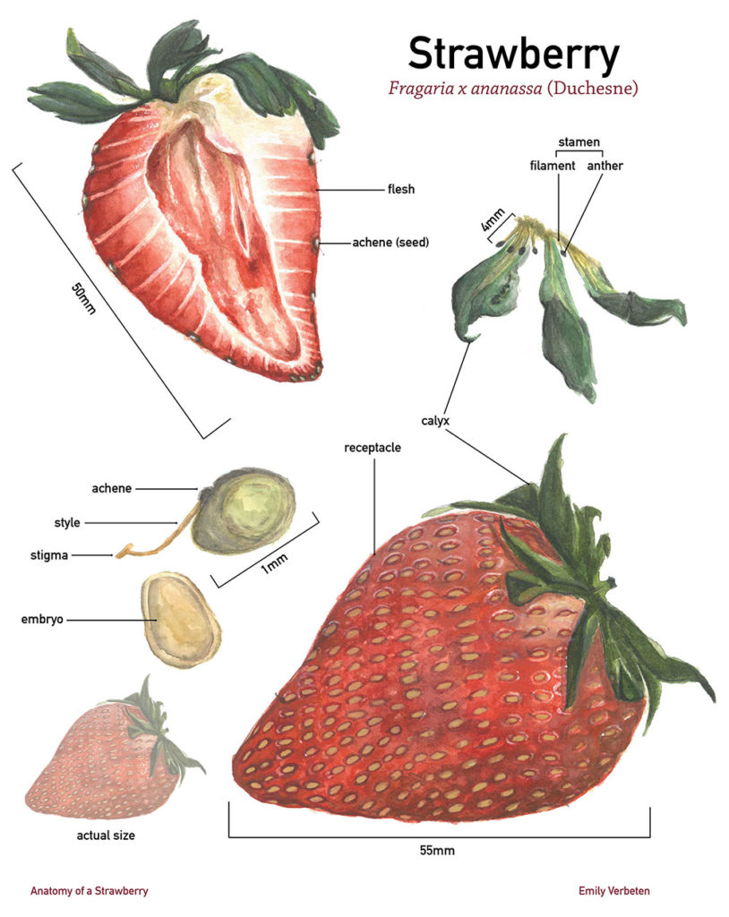 "Anatomy of a Strawberry," watercolor and gouache