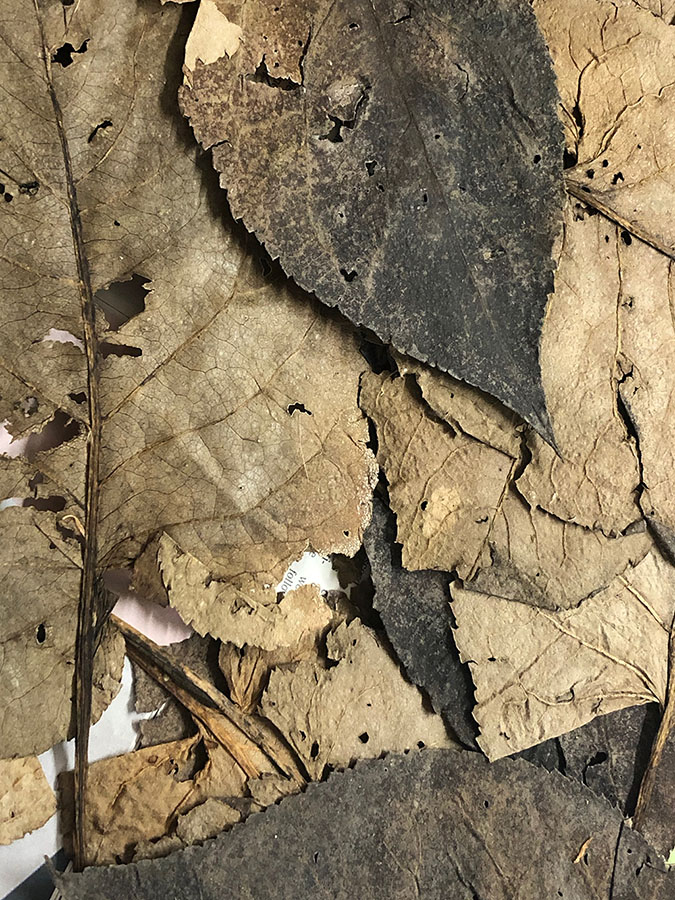 Broad leaf aster leaves