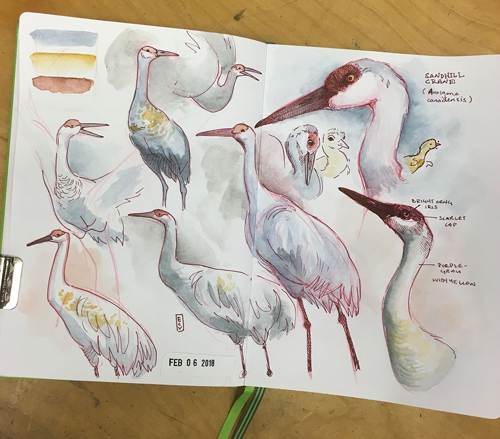 Sketchbook studies of Sandhill Cranes, watercolor