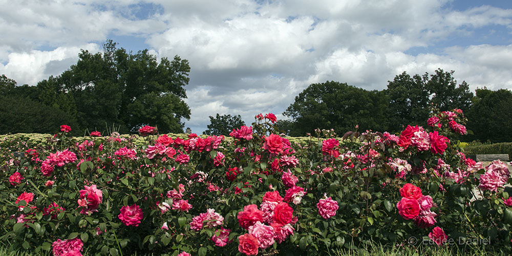 Boerner Botanical Gardens, Hales Corners.