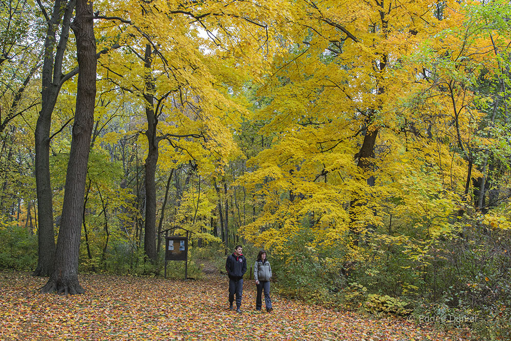 A young couple stroll the woodland in Jackson Park, Milwaukee.