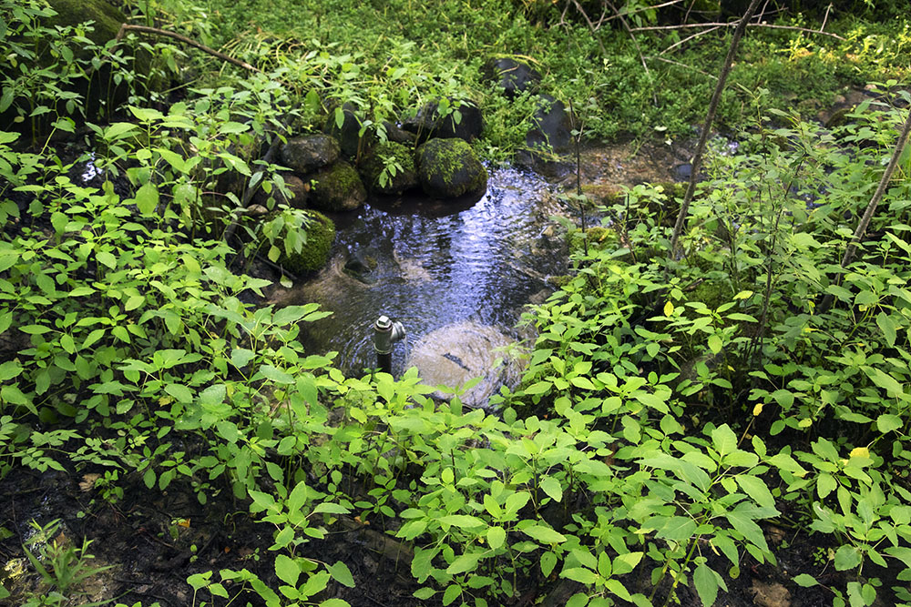 Artesian spring.