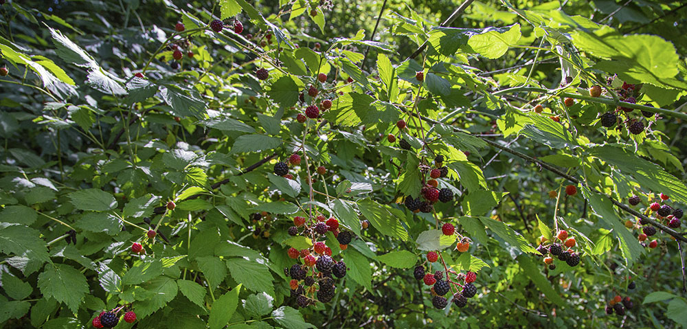 black raspberry patch