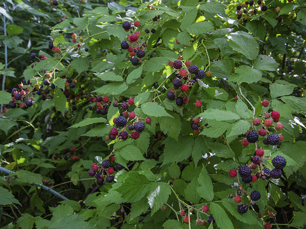 Black raspberry patch.