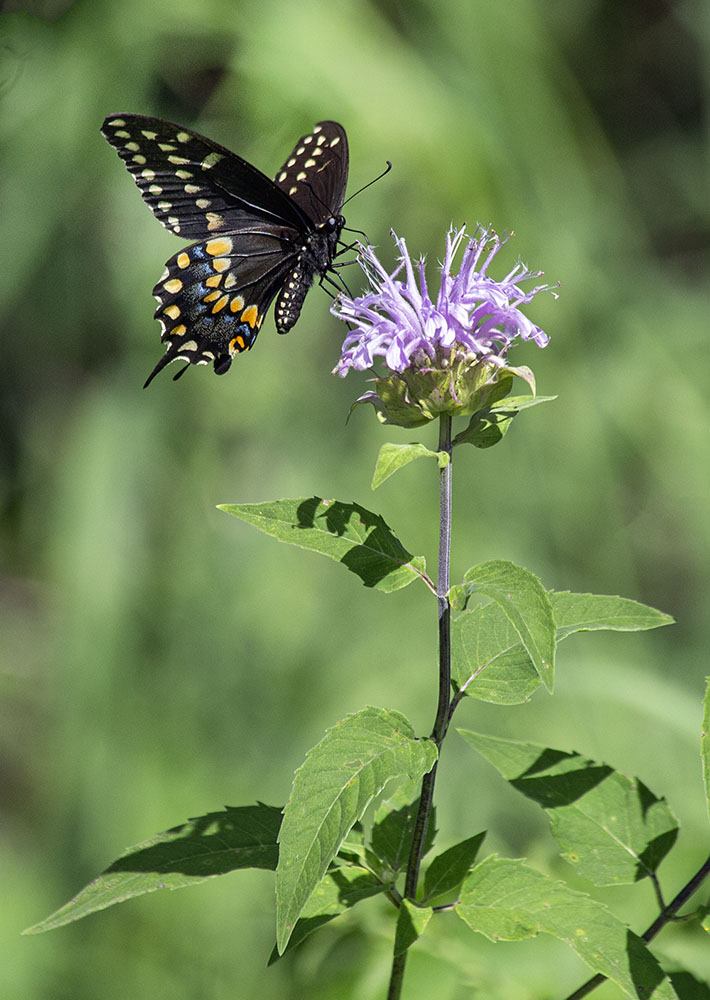 Black Swallowtail butterfly on Monarda (aka Bee Balm)