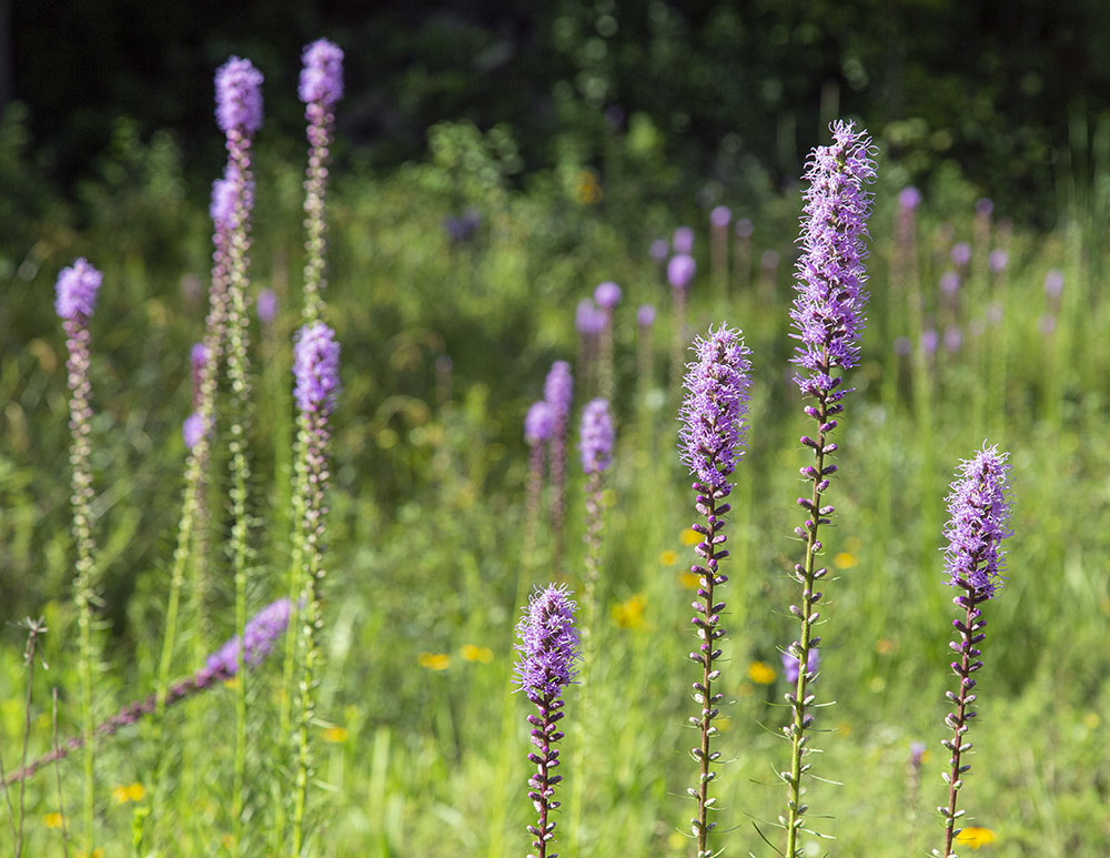 Blazing Star