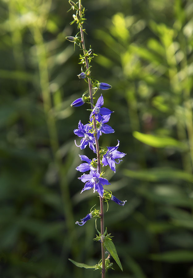 Blue Bellflower