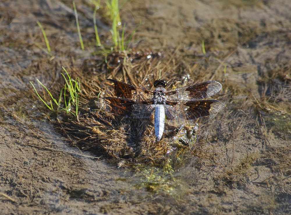 Dragonfly