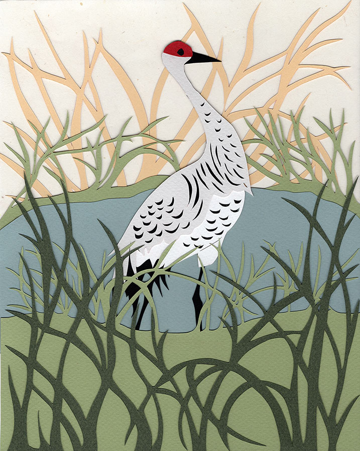 Sandhill Crane