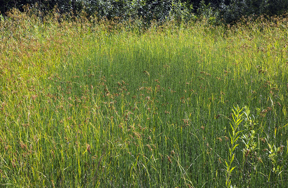 Sedge meadow