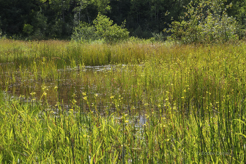 Wetland in bloom