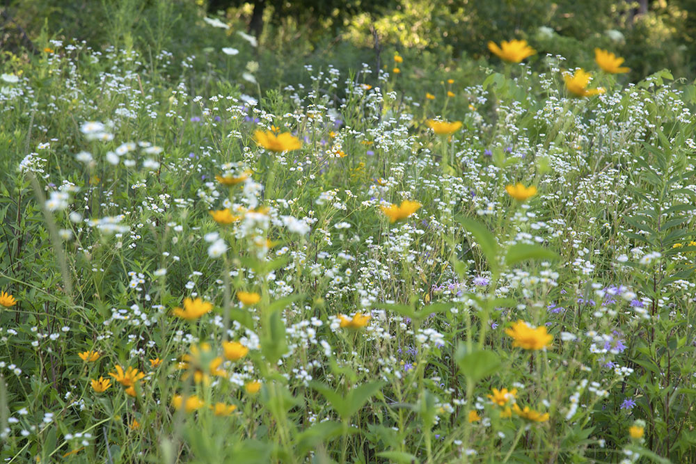 Wildflower bouquet