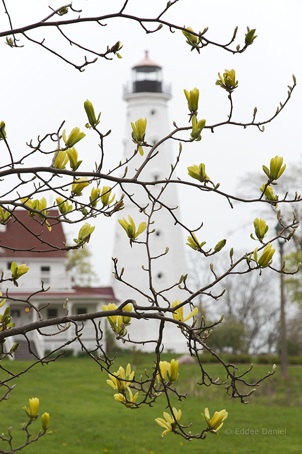 Blossoming magnolia in Lake Park, Milwaukee.