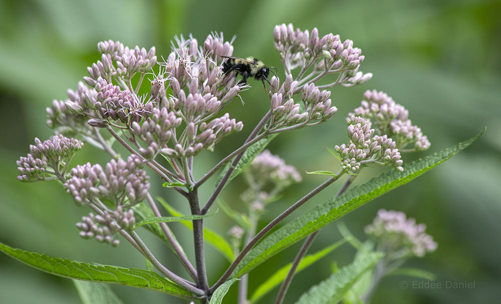 A bee on Joe Pye Weed