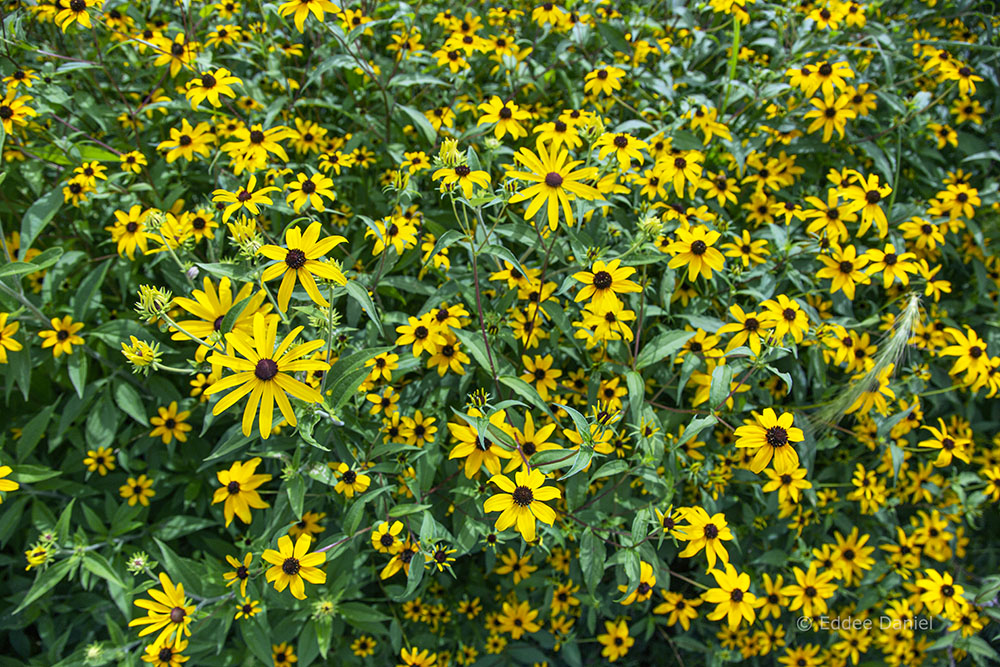 Brown-eyed Susans