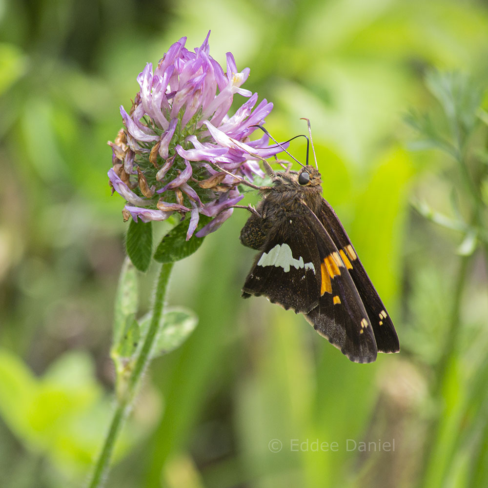 Silver-spotted Skipper butterfly on clover