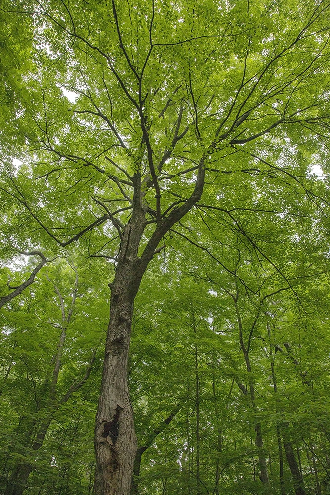 Canopy