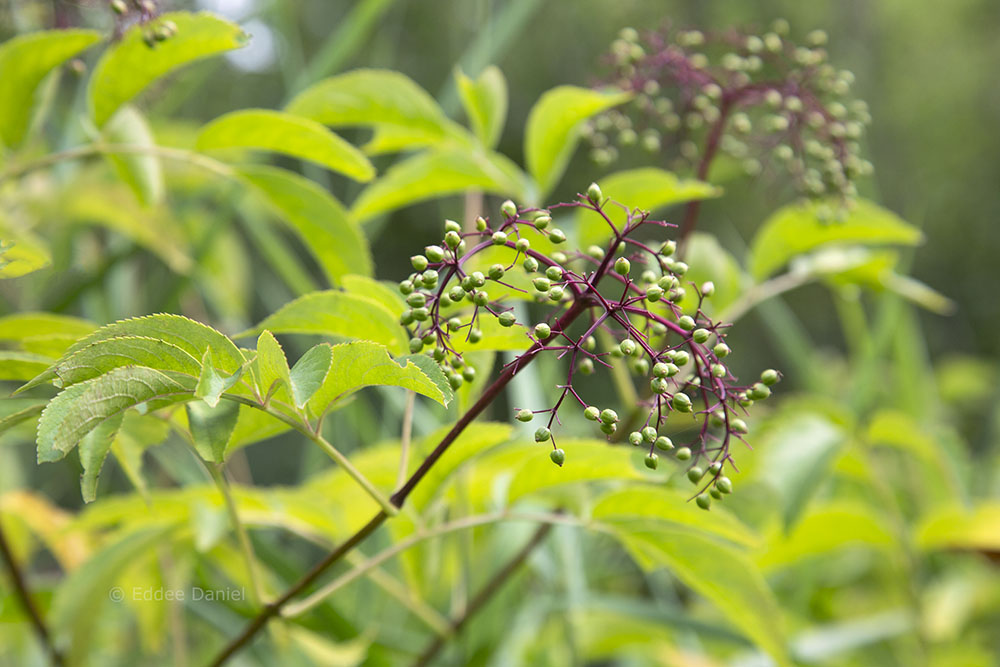 Unripened elderberries