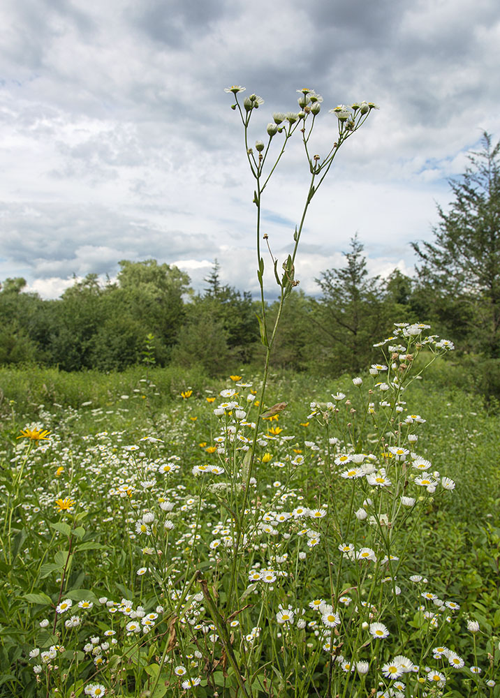 Fleabane Daisies in a meadow