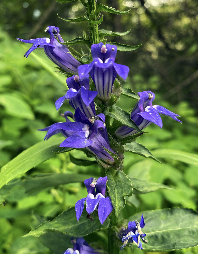 Great Blue Lobelia