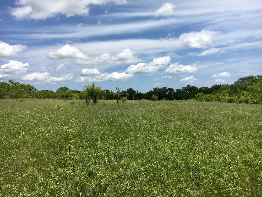 Ready for improvements - Gitzlaff Park's North parcel will be receiving wetland, prairie and oak savanna enhancements.