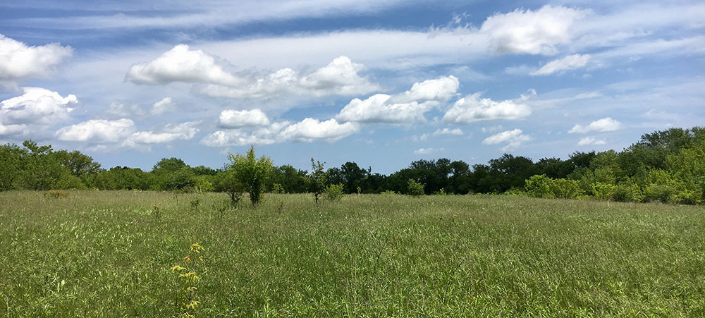 Gitzlaff Park prairie