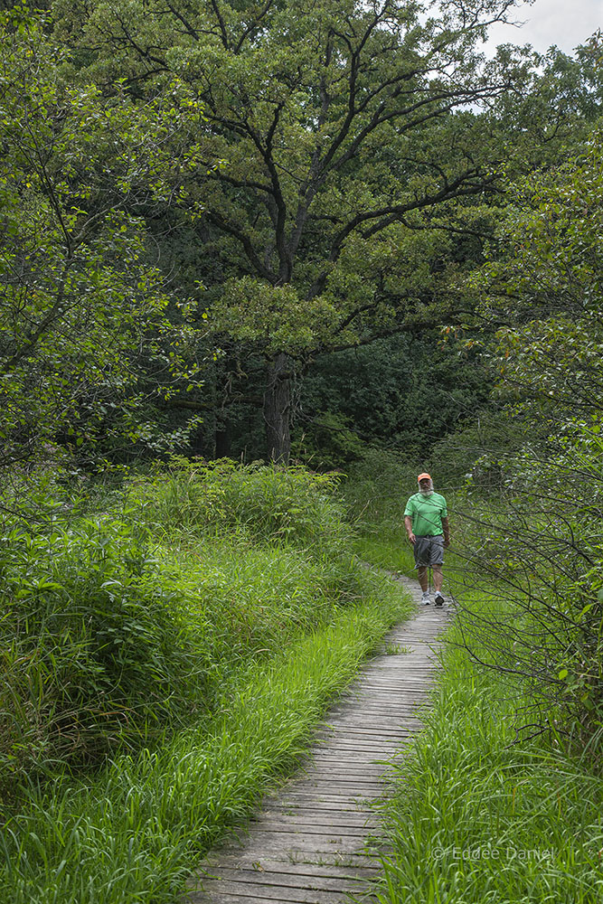 A hiker on one of the boardwalks