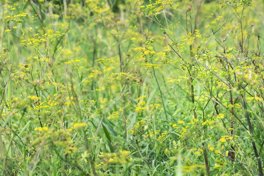 Beautiful but dangerous! Wild Parsnip