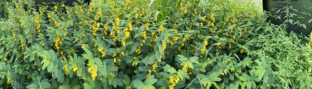 partridge pea blossoms