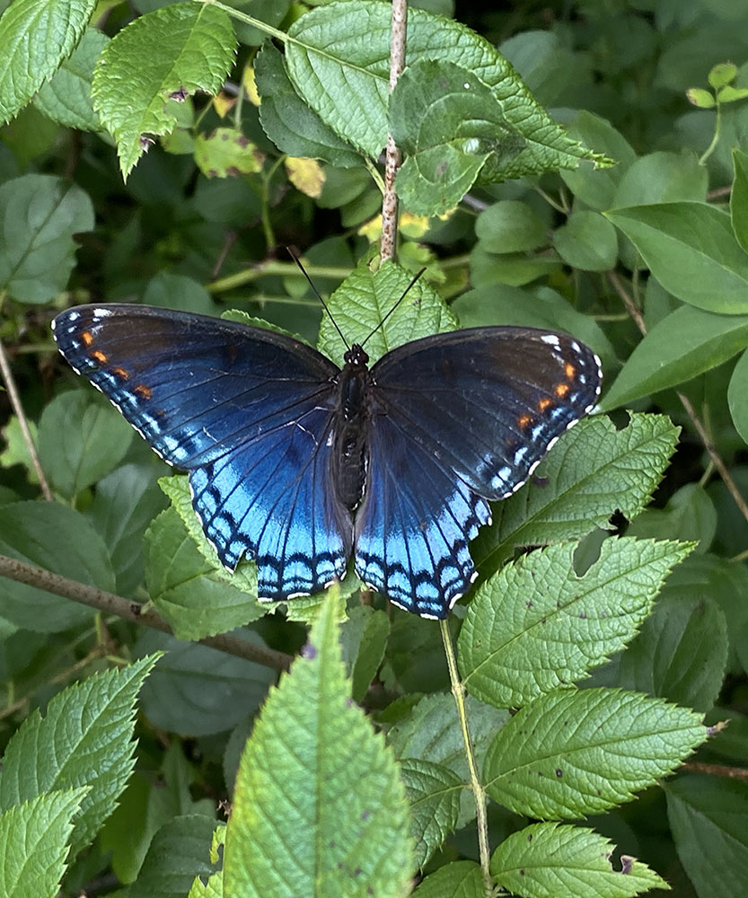 Red-spotted Purple butterfly