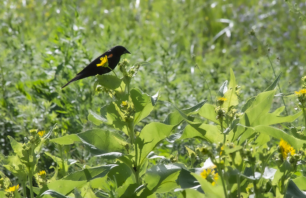 Red-winged Blackbird in Stormwater Park. 2020.