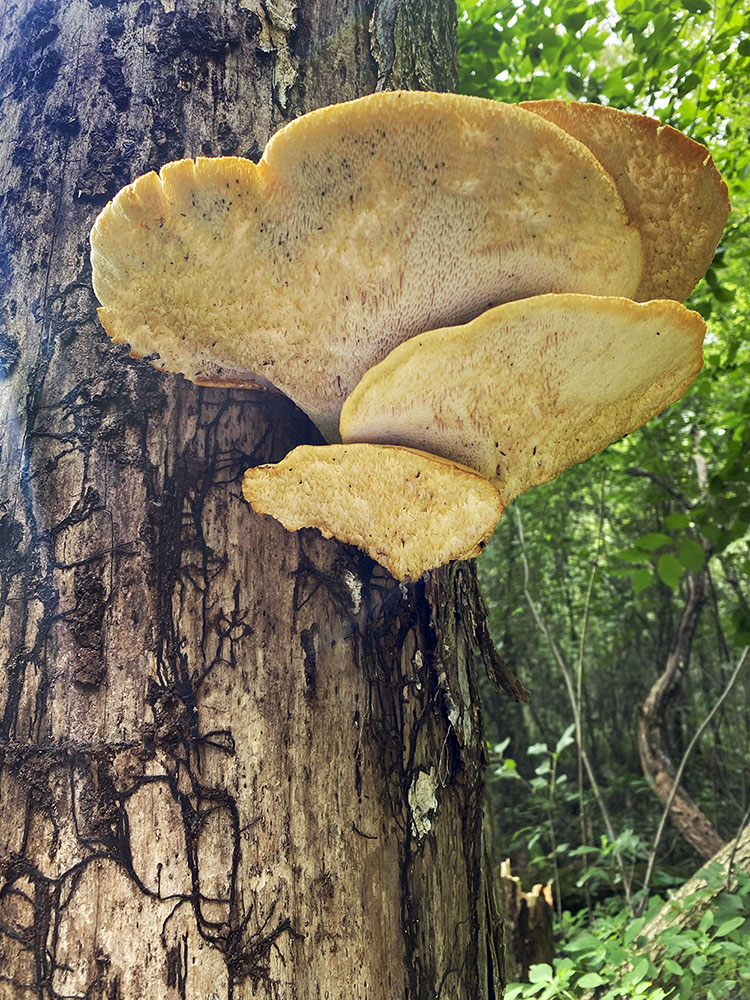 Shelf fungus on a dead trunk