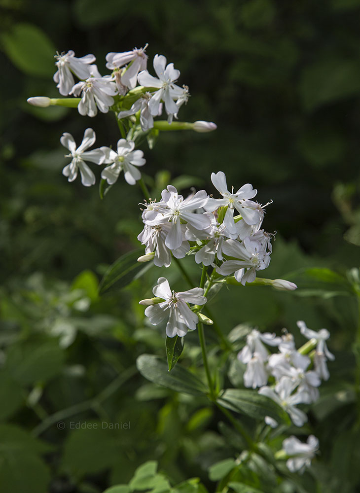 Soapwort blossoms