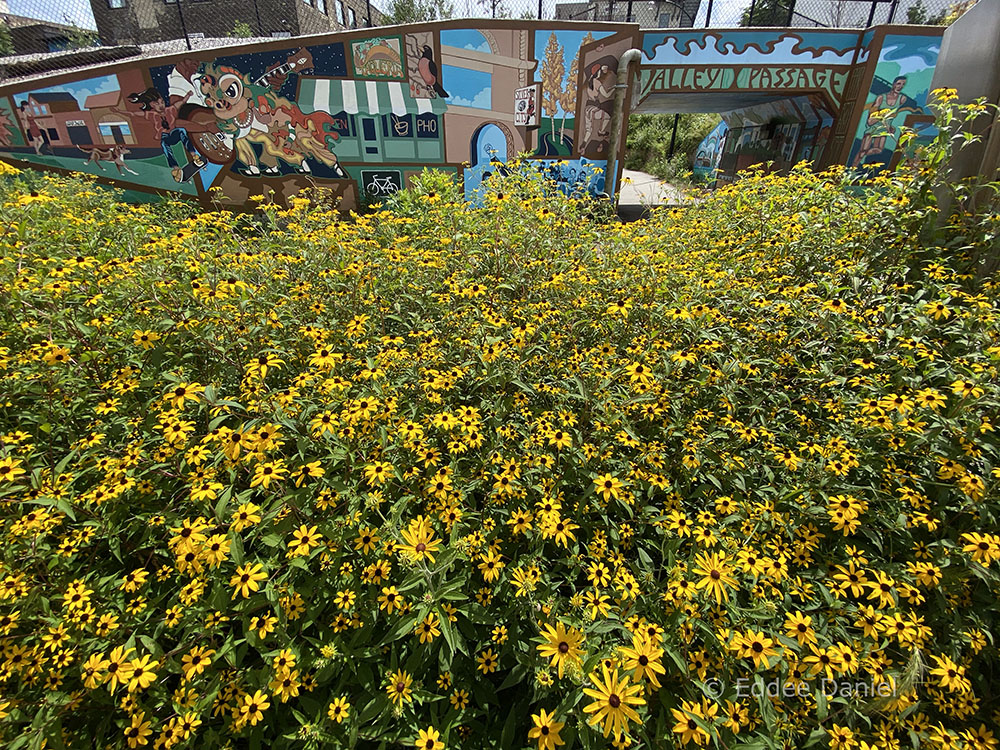 The Valley Passage mural by Chad Brady (and a prodigious patch of Brown-eyed Susans) at the west end of Three Bridges Park. Mural completed 2011.