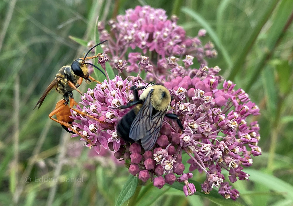 wasp and bee on swamp milkweed