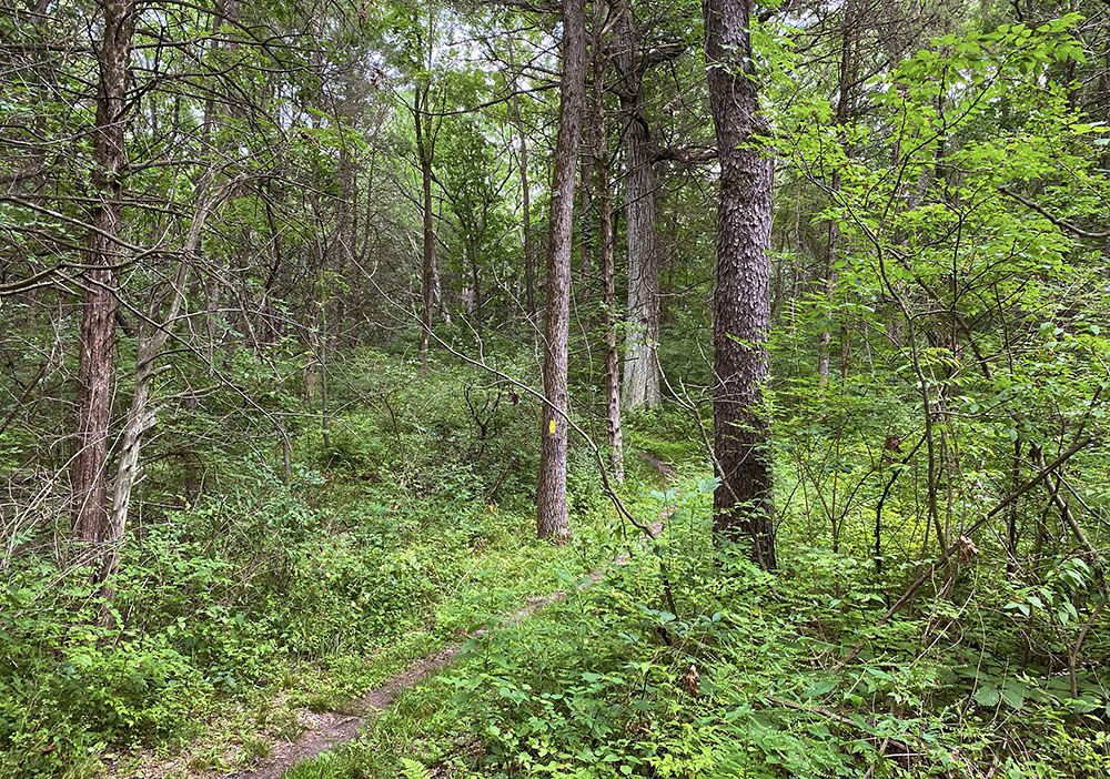 A woodland section of the trail